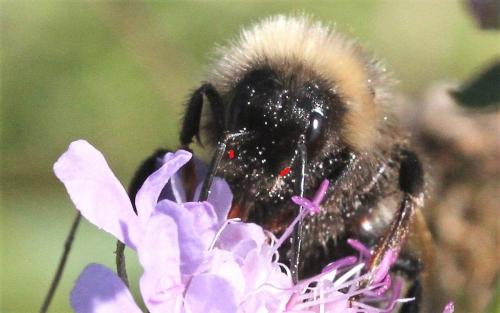Réf. 316 507 : Bombus sp.